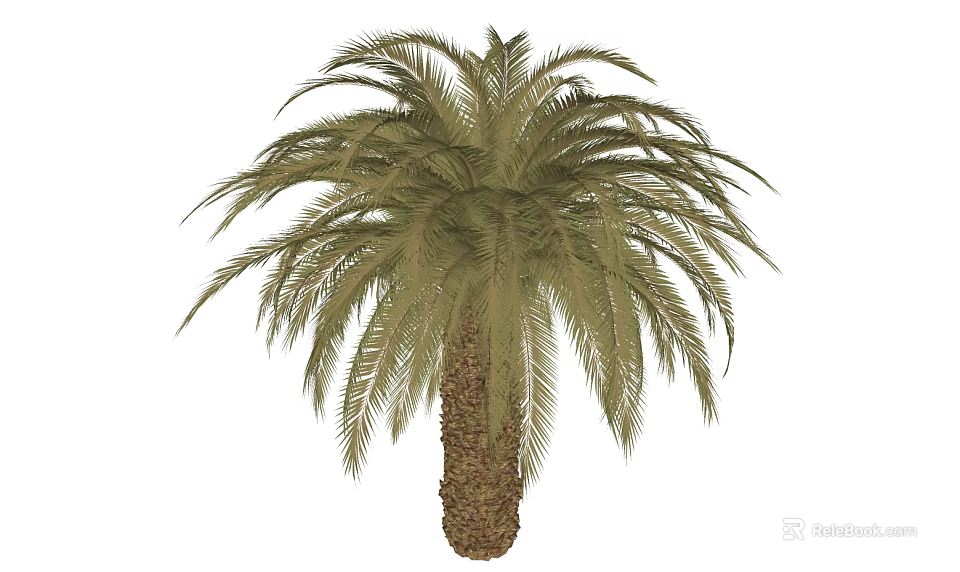 Tall Tropical Palm Tree With Lush Green Fronds And Textured Trunk 3d model 