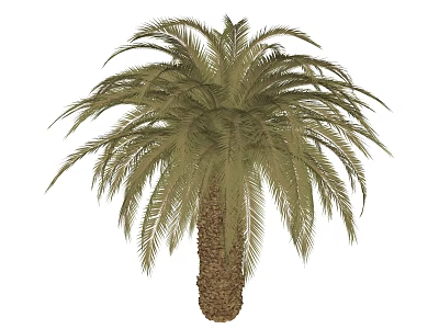 Tall Tropical Palm Tree With Lush Green Fronds And Textured Trunk 3d model