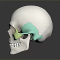 Human Skull Anatomical Model White With Green Highlighted Bone Organ Regions For Medical Study