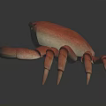 Red Crab With Detailed Legs And Realistic Appearance On Dark Reflective Surface
