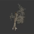 A Bare Tree With Slender Trunk Branches And Exposed Roots On White Background