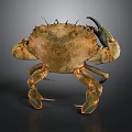 Detailed Brown Copper Colored Crab With Hard Shell Claws And Legs As Aquatic Animal