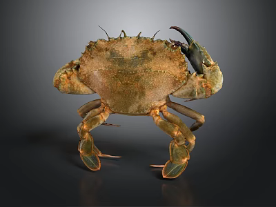 Detailed Brown Copper Colored Crab With Hard Shell Claws And Legs As Aquatic Animal 3d model