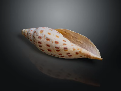 Decorative Ornament Set Featuring White Seashell With Brown Spots On Black Background For Home Decor 3d model