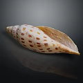 Decorative Ornament Set Featuring White Seashell With Brown Spots On Black Background For Home Decor