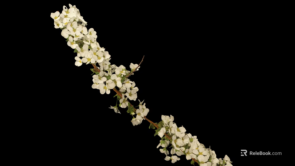 Slender Plant Branch With Blooming White Flowers And Delicate Green Leaves 3d model 