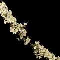 Slender Plant Branch With Blooming White Flowers And Delicate Green Leaves
