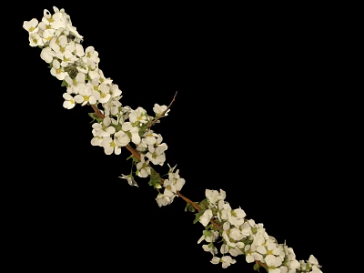 Slender Plant Branch With Blooming White Flowers And Delicate Green Leaves 3d model
