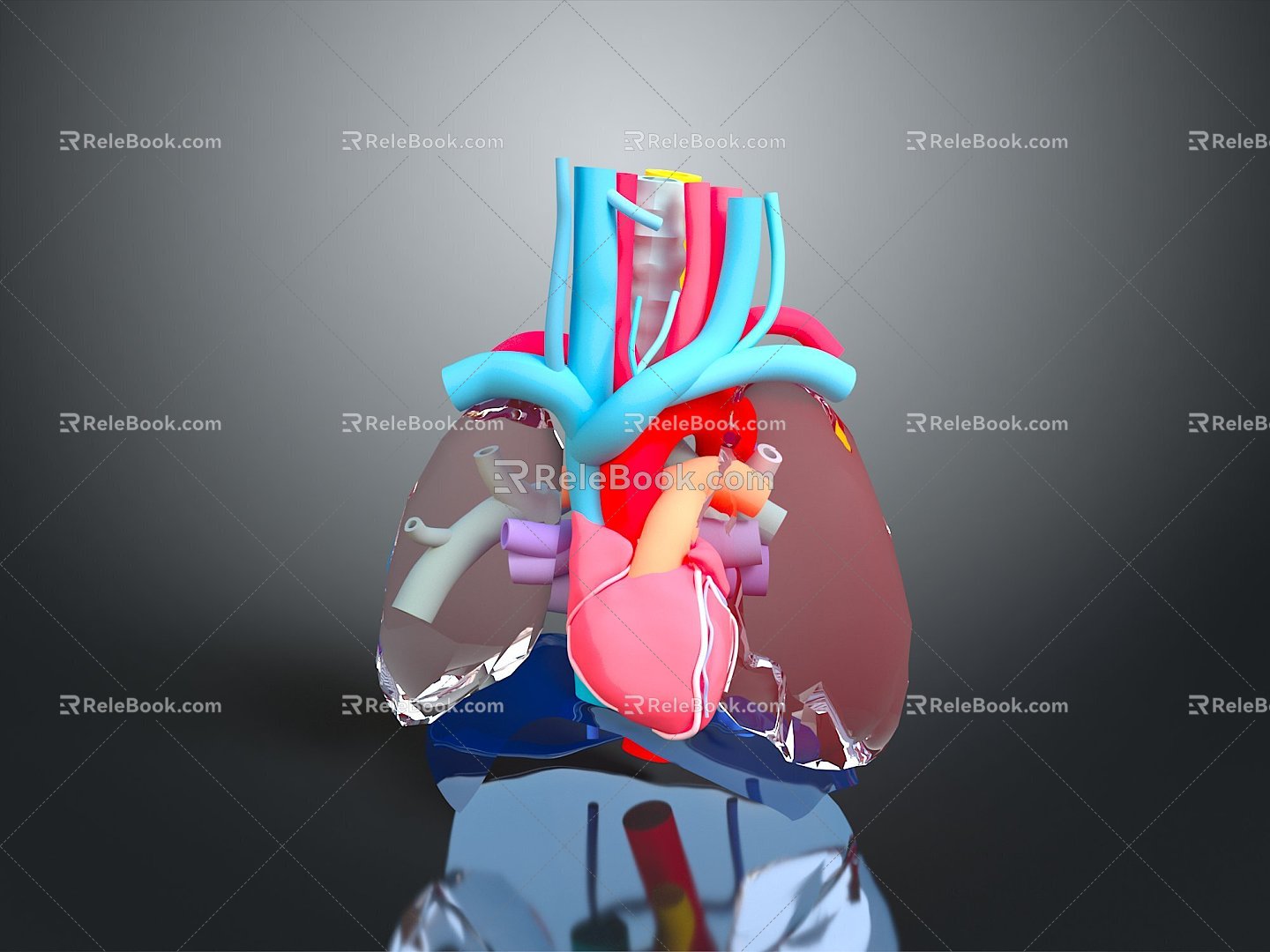 Visceral Human Body Visceral Human Body System Human Urinary System Human Circulatory System Human Body Internal Tissue model