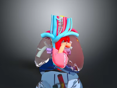 Anatomical 3D Medical Device Model of Heart and Lung with Vascular Structures 3d model