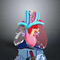 Anatomical 3D Medical Device Model of Heart and Lung with Vascular Structures