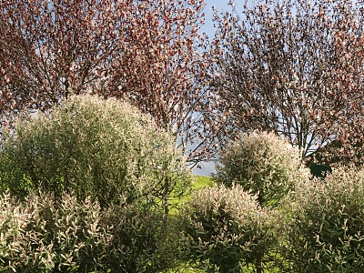 Lush Flowering Shrubs With White Blooms Thriving In Outdoor Garden Under Clear Sky 3d model
