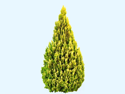 Conical Evergreen Arbor With Yellow Green Foliage Against Light Blue Background 3d model
