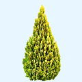 Conical Evergreen Arbor With Yellow Green Foliage Against Light Blue Background