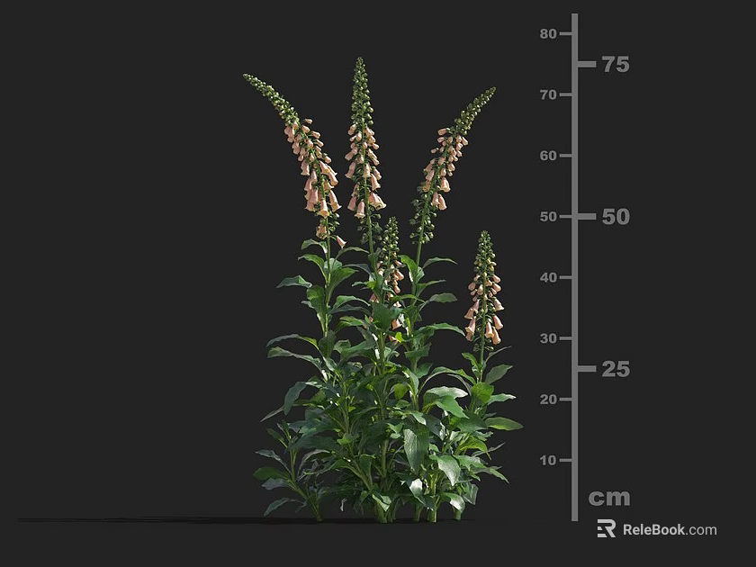 Pink Foxglove Plant with Green Leaves Spiked Blooms and Height Measurement up to 75 cm 3d model 