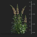 Pink Foxglove Plant with Green Leaves Spiked Blooms and Height Measurement up to 75 cm