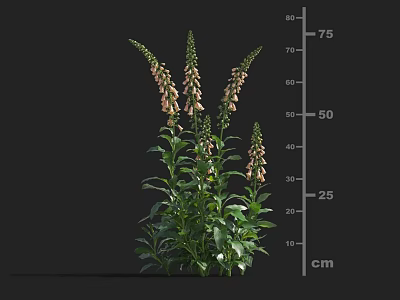 Pink Foxglove Plant with Green Leaves Spiked Blooms and Height Measurement up to 75 cm 3d model