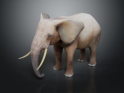 Realistic Standing Elephant Model With Large Ears Long Tusks And Beige Texture On Dark Background 3d model