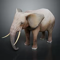 Realistic Standing Elephant Model With Large Ears Long Tusks And Beige Texture On Dark Background