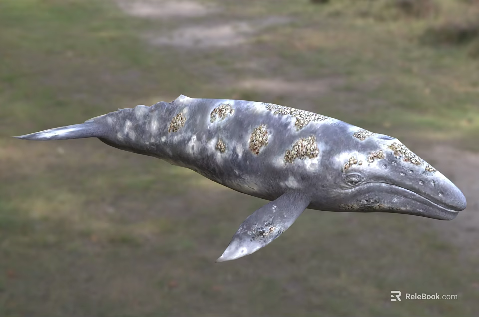 Metallic Silver Whale Sculpture With Gold Spots For Outdoor Decorative 3d model 