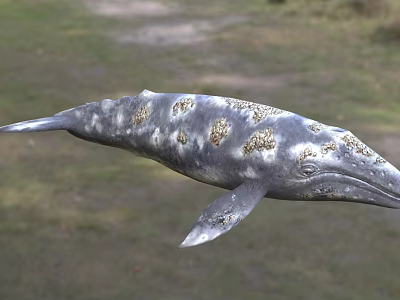 Metallic Silver Whale Sculpture With Gold Spots For Outdoor Decorative 3d model