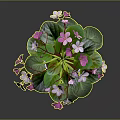 Fresh Potted Plant With Pink And White Flowers And Green Leaves