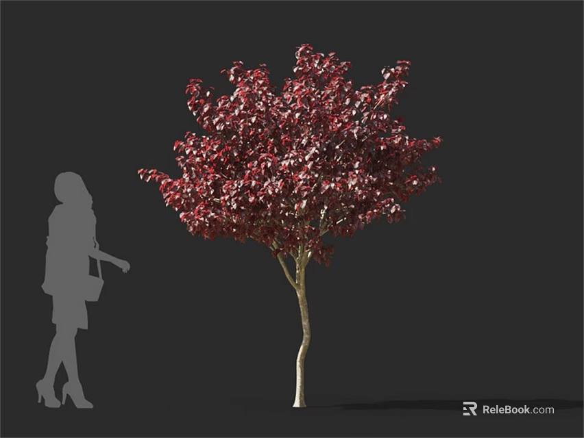 Dark Red Leaf Tree With Slender Trunk And Woman Silhouette For Size Comparison 3d model 