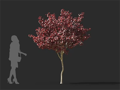Dark Red Leaf Tree With Slender Trunk And Woman Silhouette For Size Comparison 3d model