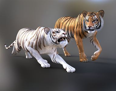 Modern Tiger White Tiger 3d model