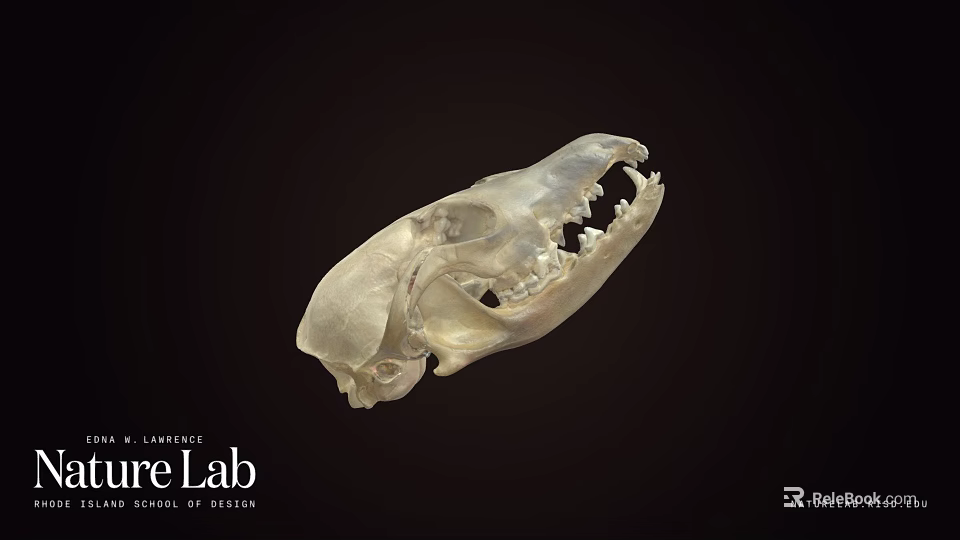Detailed Animal Skull Specimen In Science Lab Research Environment 3d model 