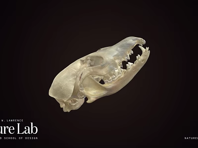 Detailed Animal Skull Specimen In Science Lab Research Environment 3d model