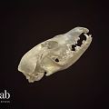 Detailed Animal Skull Specimen In Science Lab Research Environment