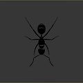 Close up view of black ant with detailed body and long antennae on dark background