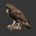 Modern eagle bird bird bird 3d model