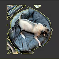 Cozy Blue Dog Bed With White Pug Lying On Soft Blanket