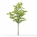 Modern gardening sketch tree elm 3d model