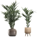 Various Indoor Potted Plants With Palm Bamboo And Large Leaf Greenery In Woven Striped Pots