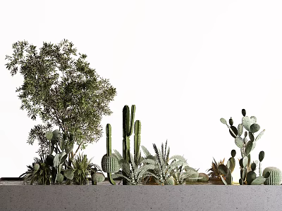 Bonsai and Various Potted Plants Including Cactus Succulents and Leafy Greens for Natural Indoor Decor 3d model