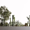 Bonsai and Various Potted Plants Including Cactus Succulents and Leafy Greens for Natural Indoor Decor
