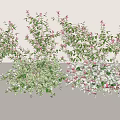 Lush Climbing Vines With Green And Pink Leaves Growing On White Wall Decoration