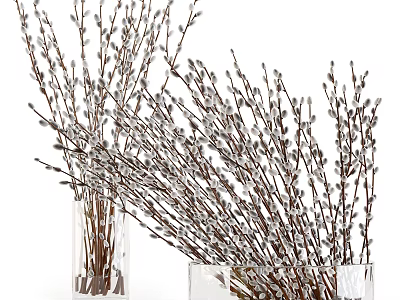 Transparent Glass Vases With Fresh Willow Branches And White Fluffy Catkins 3d model