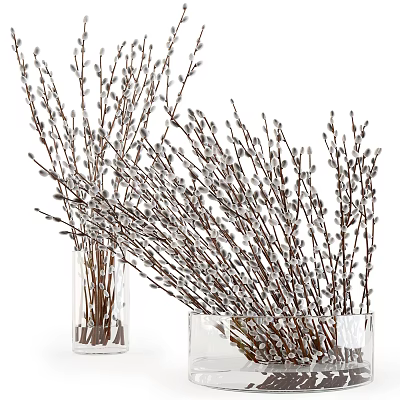Transparent Glass Vases With Fresh Willow Branches And White Fluffy Catkins 3d model