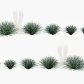 Clumping Green Grass Plants In Various Sizes For Garden Decoration And Landscaping