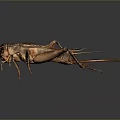 Detailed Brown Cricket With Long Antennae And Legs On Dark Background