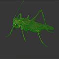 Green Grasshopper with Long Legs and Green Body on Dark Background with Reflection