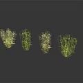 Four Different Decorative Greenery Plants With Delicate Branches Small Leaves And Flowers