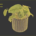 Variegated Green Plant in Black Pot with Copper Stripes on Dark Background