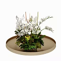 Elegant Bonsai Potted Plant With White Orchids Green Leaves And Round Tray
