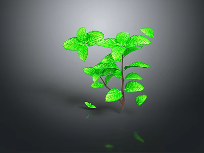 Green Mint Plant With Fresh Vibrant Leaves On Dark Reflective Background 3d model