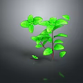 Green Mint Plant With Fresh Vibrant Leaves On Dark Reflective Background